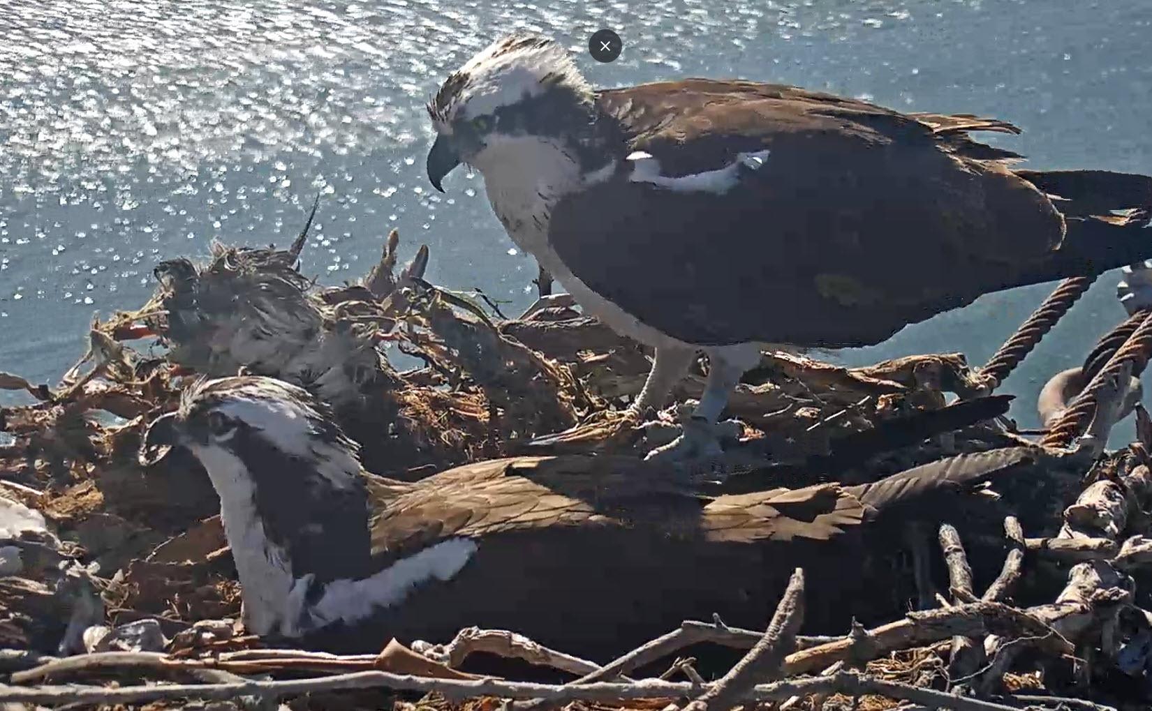 An Expanding Osprey Nesting Population On San Francisco Bay By Tony